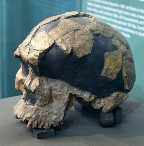 The Herto man skull, National Museum of Ethiopia. Sailko/CC BY 3.0