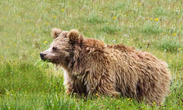 Himalayan brown bear from Deosai National Park, Pakistan. A new study ties DNA from purported Yetis to Asian bears, including Himalayan brown bears