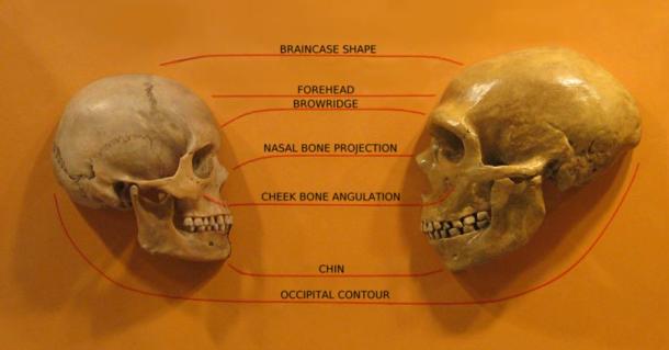 A comparison of Homo Sapiens, left, and Sapiens Neanderthal skulls from Cleveland Museum