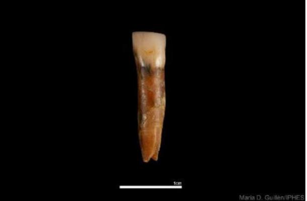 Homo antecessor incisor recovered during the 2024 campaign the TD6 unit of the Gran Dolina. (Maria D. Guillén / IPHES-CERCA)