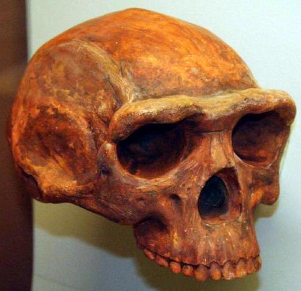 Homo erectus skull, Museum of Natural History, Ann Arbor, Michigan, USA. 