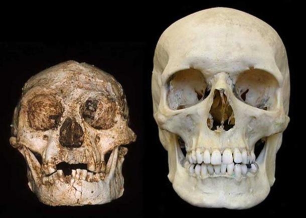 Homo floresiensis skull (the “Hobbit”) (left) and a modern human skull (right). Credit: Professor Peter Brown, University of New England
