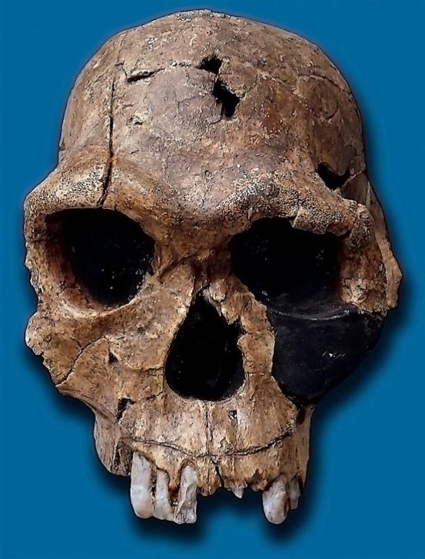 The capacity of Homo habilis skulls (above) averaged 640 cubic centimeters. Adult human skulls average 1130 cubic cm. Researchers said Homo habilis may have been using tools in Sterkfontein Cave about 2 million years ago. 