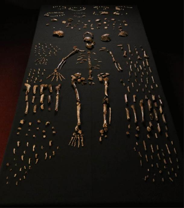The so-called “Homo naledi” fossilized bones recovered from the Rising Star cave in South Africa.