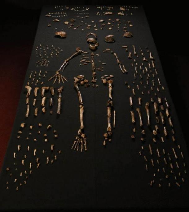 The so-called “Homo naledi” fossilized bones recovered from the Rising Star cave in South Africa.