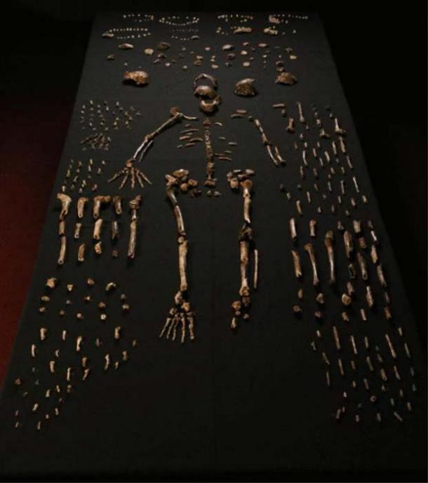The so-called “Homo naledi” fossilized bones recovered from the Rising Star cave in South Africa.