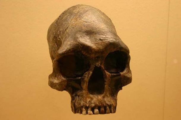 Homo sapiens 13000 to 9000 years old. Smithsonian Natural History Museum. (CC BY SA 2.0)