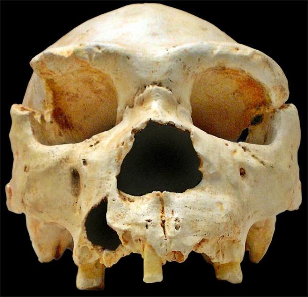 Homo heidelbergensis Cranium 5 found Sima de los Huesos (CC BY-SA 2.5)