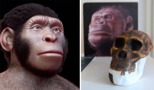 Right, Homo naledi reconstruction, Right Australopithecus sediba skull and reconstruction. (Left, Cicero Morales/CC BY 4.0 Right, Niccolò Caranti/CC BY-SA 4.0)