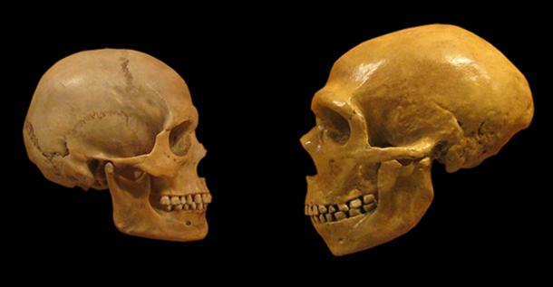 Comparison of Modern Human and Neanderthal skulls from the Cleveland Museum of Natural History. (DrMikeBaxter/CC BY SA 2.0)