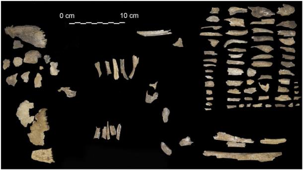 Fragmentos de huesos y dientes humanos analizados como parte del estudio. (Gigante et.al/PLOS)