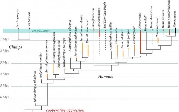 Human evolution. Nick Longrich (Author Provided)
