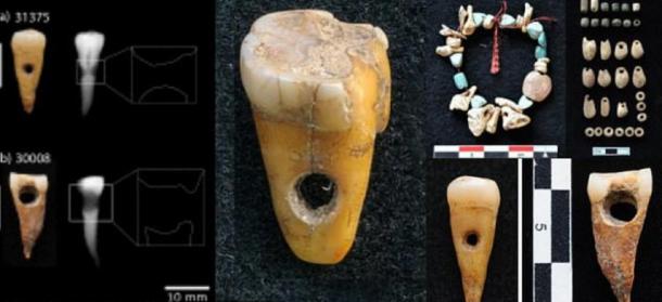 Human teeth found at site together with a representation of the type of necklace that could have been used. (Source: Scott D. Haddow / University of Copenhagen)