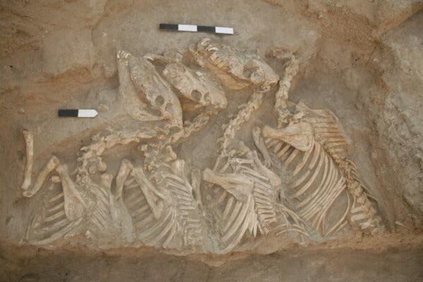 Υβριδικά ζώα γνωστά ως «kungas» βρέθηκαν στην τοποθεσία Umm el-Marra, στη Συρία. (Πανεπιστήμιο Glenn Schwartz/John Hopkins)
