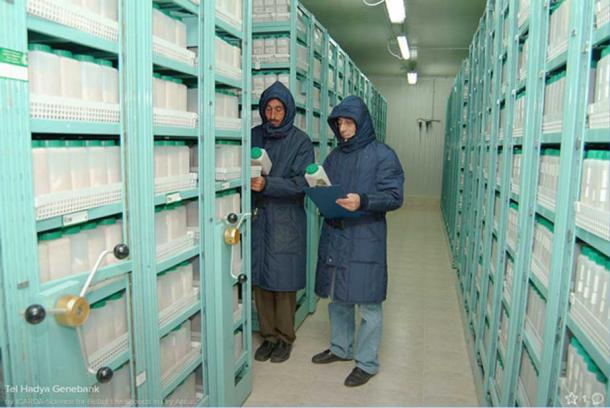 ICARDA genebank at Tel Hadya, Syria.