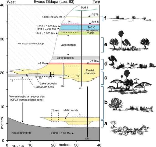 Outcrop geometry, stratigraphic architecture, and idealized vegetation at Ewass Oldupa. a) Post-eruptive, fern meadow. b) Coarse Feldspar Crystal Tuff mosaics. c) Woodland with palms and ferns. d) Grasslands. e) Open woodland. f) Asteraceae-dominated scrub. (Mercader, J. et al. Nature 2021)