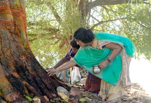 Indian woman worshiping a tree. (Ashish_wassup6730 / Adobe Stock)