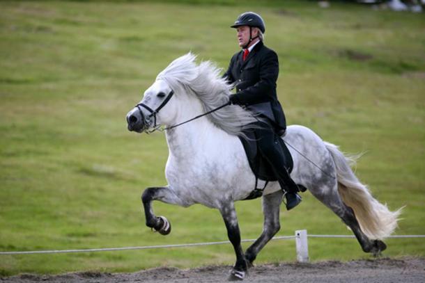 An Icelandic gaited horse