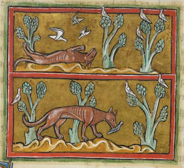 Illustration of a fox