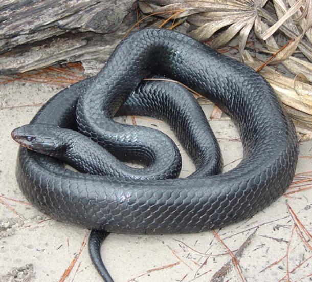 Indigo Snake 