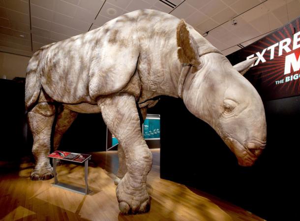 Indricotherium (Indricotherium), scanned from a website November 2, 2010. A life-size model of Indricotherium, the largest land mammal ever discovered, peeks at visitors at the entrance of 