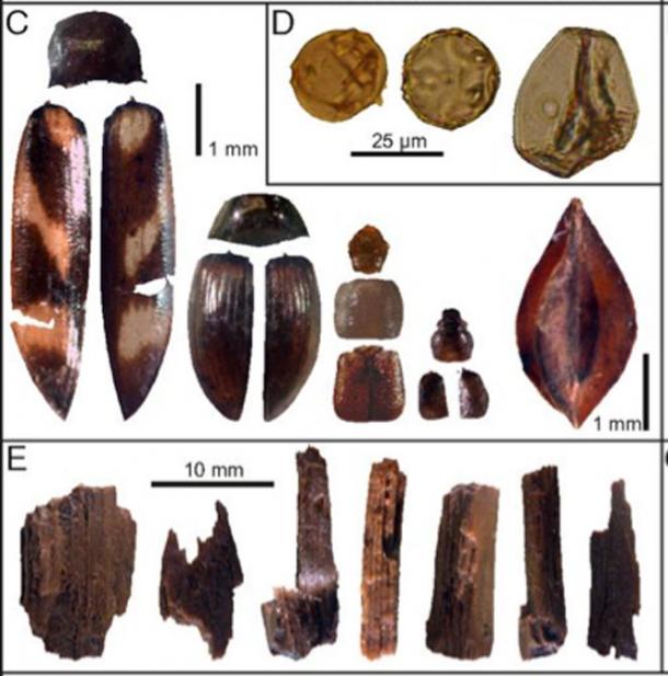 C) Insects and seeds (left to right): Eanus macullipennis, S. metallica, A. quadrata, Pycnoglypta sp., and dock seed (cf. R. aquaticus). (D) Pollen (left to right): H. lupulus-type, Juglans, and cereal-type. (E) Wood debitage. (Paul M. Ledger, Linus Girdland-Flink, and Véronique Forbes)