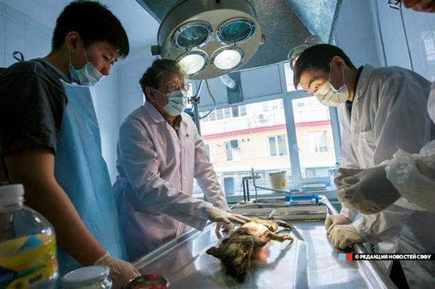 The autopsy took place at the Institute of Medicine within the North-Eastern Federal University in Yakutsk, and experts say the results will 'greatly help' the research of ancient dog species.