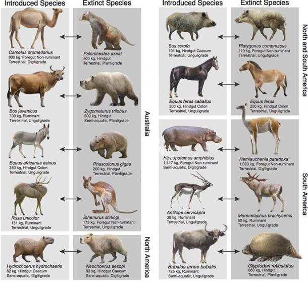 Introduced herbivores share many key ecological traits with extinct species across the world. (Oscar Sanisidro / University of Massachusetts)