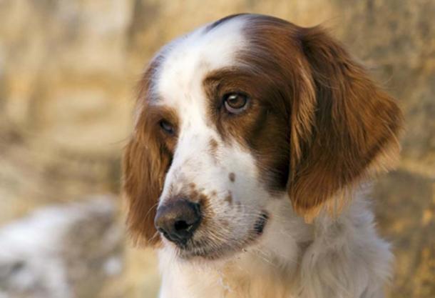 Irish red and white setter portrait. (Ximinez /Adobe Stock)