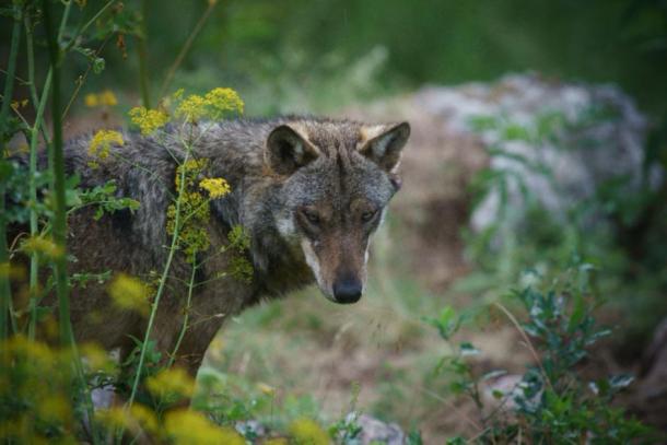 Italian Wolf in Abruzzo National Park, Italy. (alex / Adobe Stock)