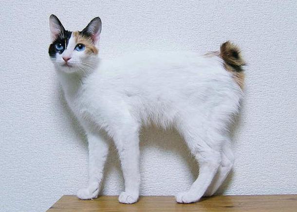 Blue-eyed female Japanese bobtail cat.