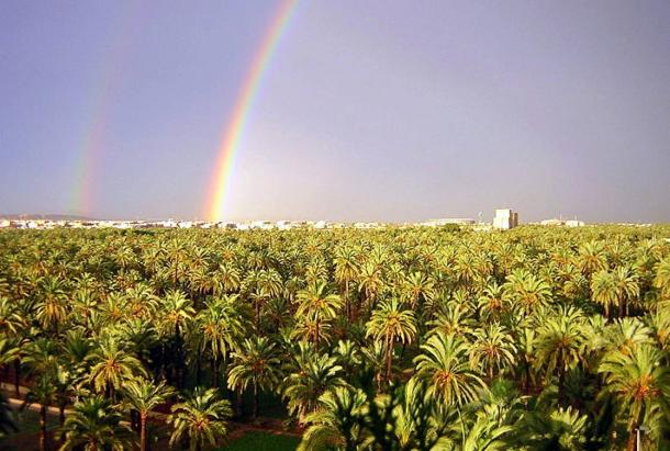 Solowey hopes to one day have a whole grove of Judean date palms like this grove of date palms of another species pictured in Spain
