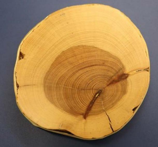 Juniperus phoenicea sample from Taybet Zaman, Jordan. Credit: Sturt Manning/Cornell University