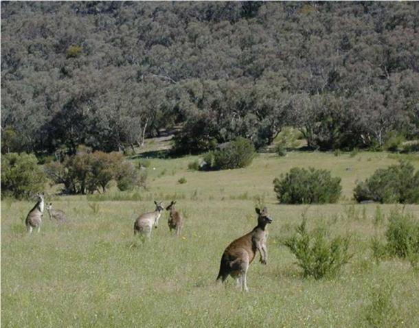 Kangaroos in a pasture. (Public Domain)