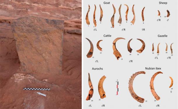 The Kennedy team discovered the majority of skull components and horns at this ancient ritual site (left) carefully placed in proximity to a central standing stone. (Royal Commission for AlUla) Right: North-east of AlUla, researchers came across horns from a variety of domestic and wild species, including goats and aurochs. Most of these horns belonged to male animals. (Royal Commission for AlUla)