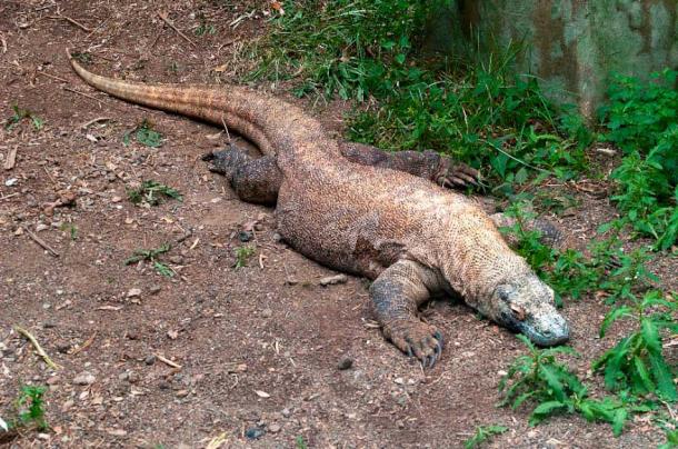From cryptid to captured: A Komodo dragon at the Louisville Zoo, Kentucky, United States (David Ellis / CC BY NC ND 2.0)