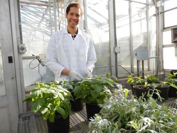 Korey Brownstein with some of the plants. (WSU)