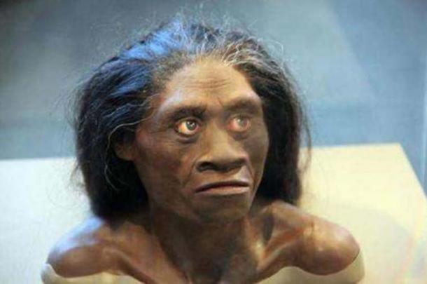 A model of a female  Homo floresiensis. 
