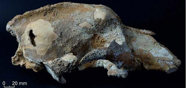 Vista lateral del pequeño cráneo de oso de las cavernas (U. ex gr. Savini-rossicus) de la cueva Imanay en el este de Rusia. (Boletín de arqueología, antropología y etnografía)