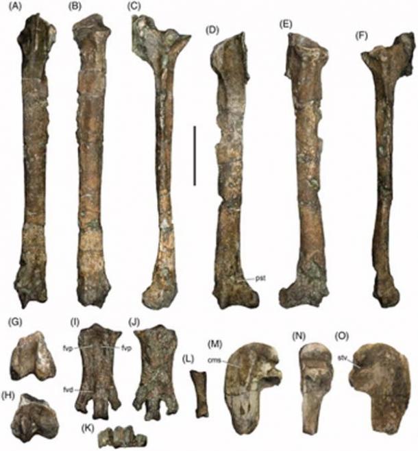 Leg bones of C. waiparensis. (Mayr. G. et al.)