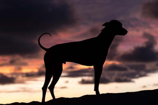 Less than three decades ago Peruvian hairless dogs were on the very brink of extinction. (Barna Tanko /Adobe Stock)