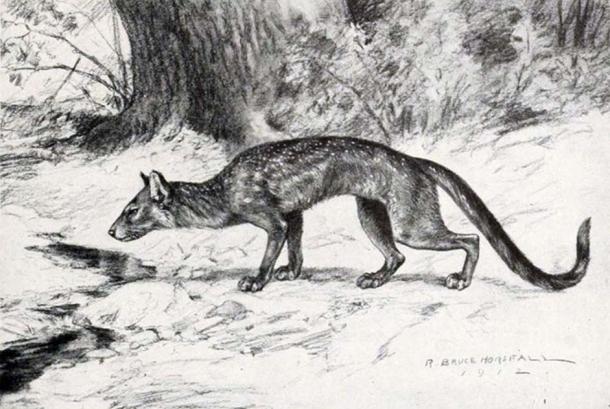 Life restoration of Hesperocyon (formerly Cynodictis) gregarius from W.B. Scott's âA History of Land Mammals in the Western Hemisphereâ