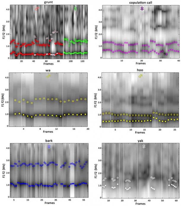 Linear predictive coding (LPC) and spectrograms and formants (audio and speech processing and analysis) for different Guinea baboon “noises” by VLS class.