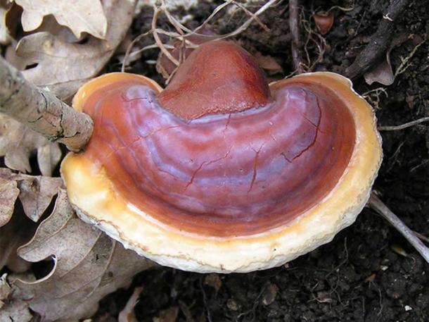 Lingzhi or Reishi mushroom. 