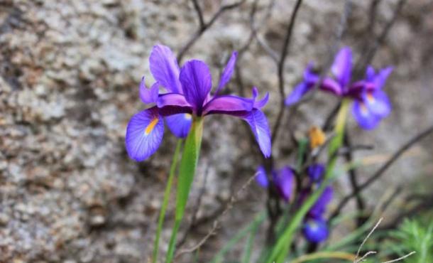 Lirio de monte, Iris boissieri, no monte Pindo.
