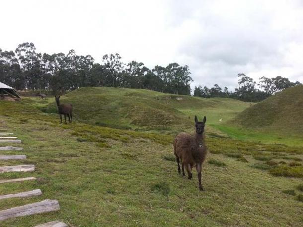 Llamas, alpacas, and guarisos are today protected species at the archaeological site. (Alicia McDermott)