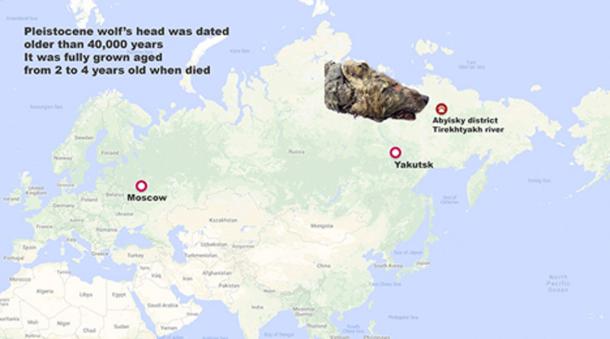 Local man Pavel Efimov found the Pleistocene wolf’s head. (Siberian Times)