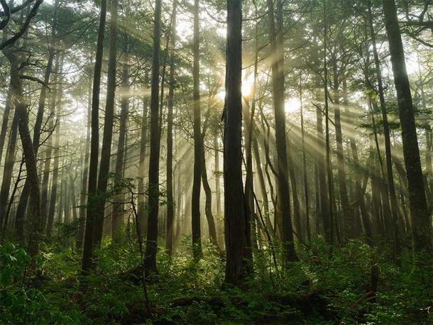 Local authorities are calling for the media to desensationalize Aokigahara Forest. (akira1201 / Adobe Stock)