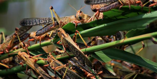 Locusts or grasshoppers ready to be eaten. (as_trofey / Adobe Stock)