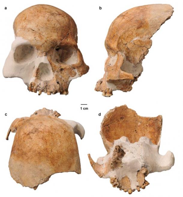 The Longlin Cave cranium.